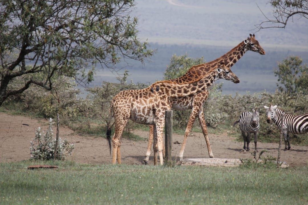 Wildlife  Mount Longonot Lodge
