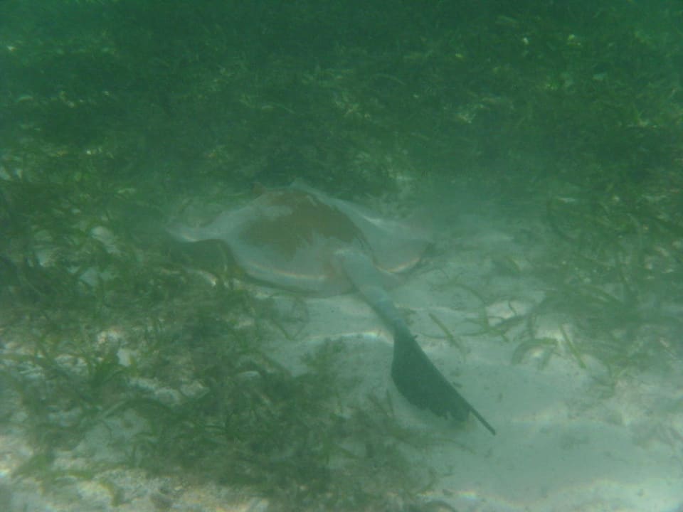 Federschwanzrochen Adaaran Select Hudhuran Fushi - Premium All Inclusive