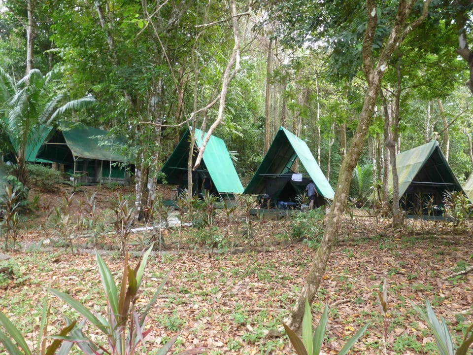 Gartenanlage mit Zelt                               Tented Camp Corcovado Adventures