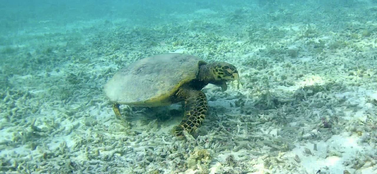 Sport & Freizeit Adaaran Select Hudhuran Fushi - Premium All Inclusive