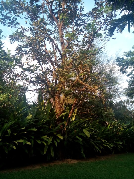 Blick vom Zimmer in den Garten Bangsak Village