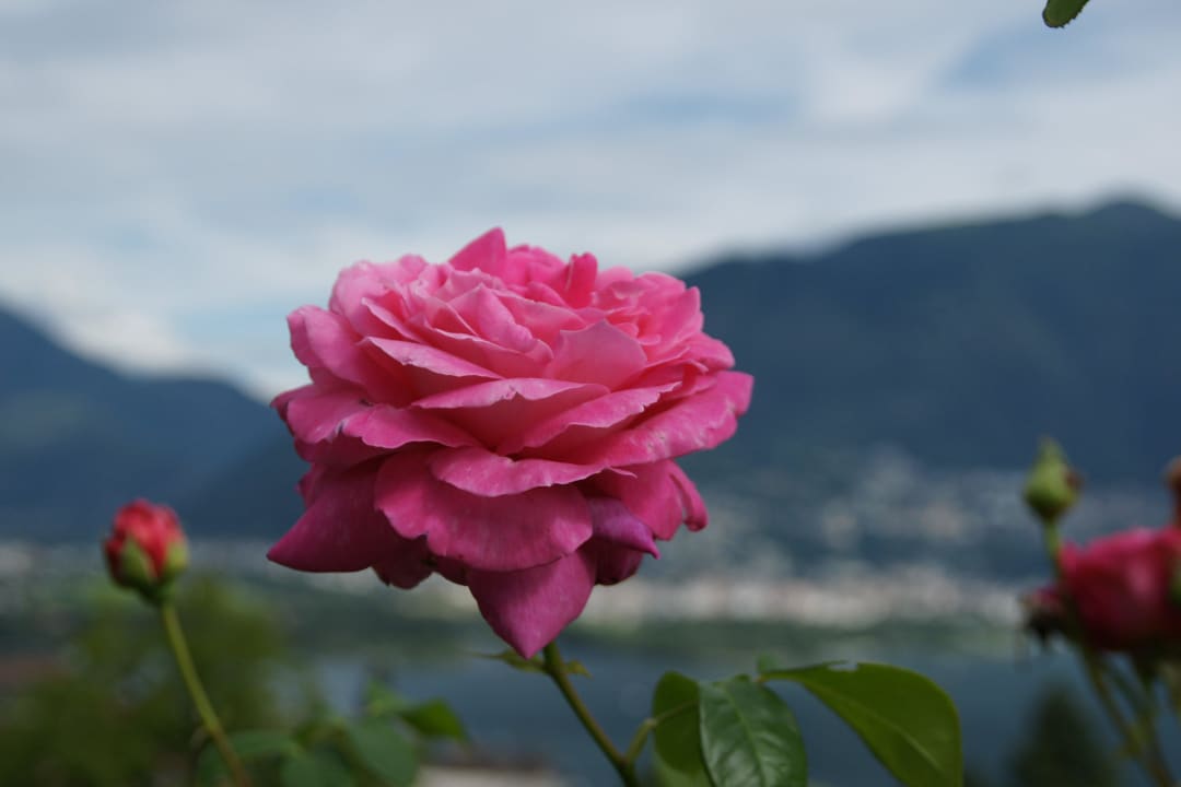 Blume beim Pool Hotel La Campagnola