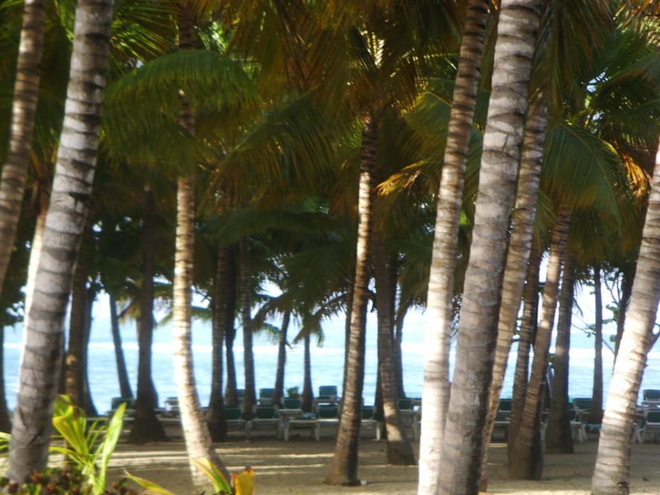 Zwischen Pool und Meer Playabachata Hotel