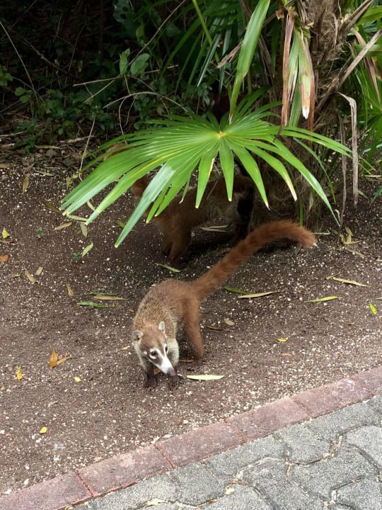 Tierische Besucher Grand Palladium Select White Sand Resort & Spa