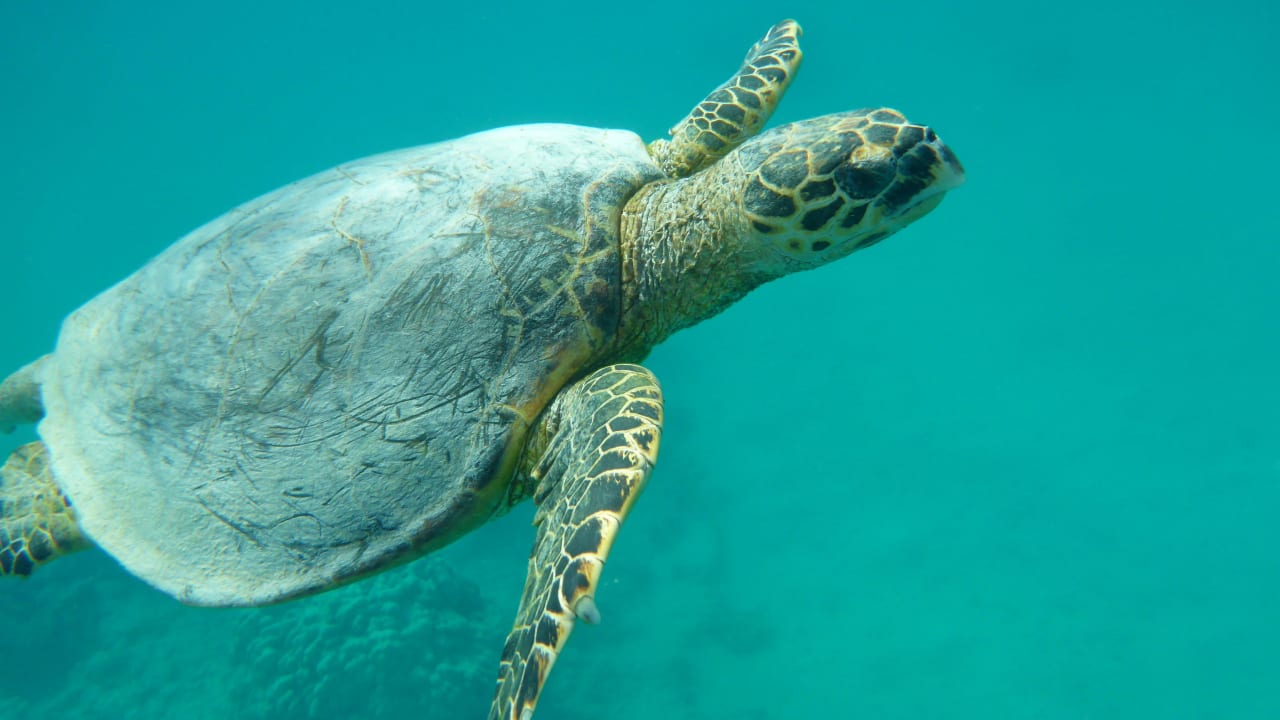 Begegnung am Innenriff Three Corners Sea Beach Resort