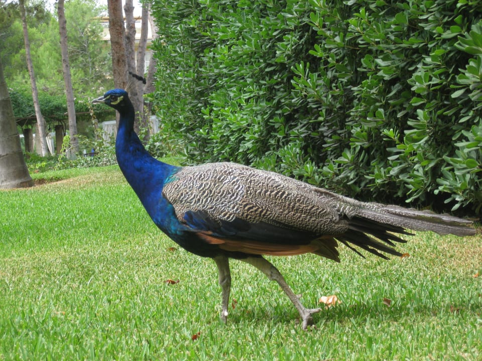 Besucher im Garten VIVA Cala Mesquida Suites & Spa 16+