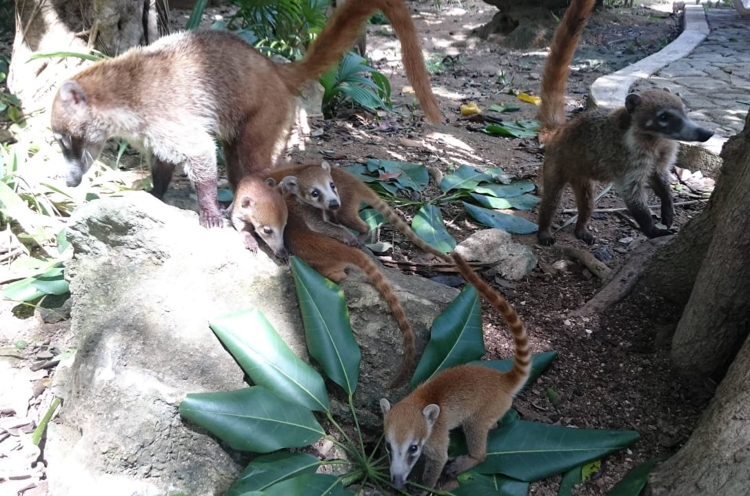 Nasenbären Hotel Riu Tequila