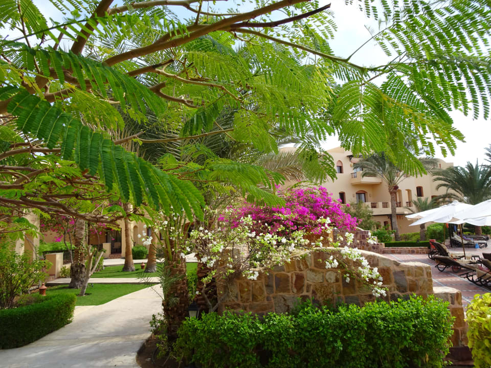 Gartenanlage Steigenberger Coraya Beach - Adults only