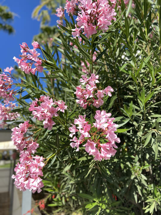 Gartenanlage Hotel Riu Palace Meloneras