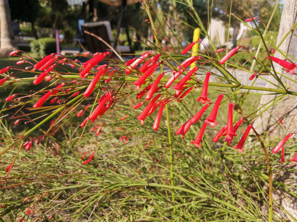 Gartenanlage VONRESORT Golden Coast