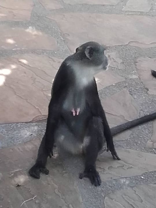 Sind ganz schön frech Neptune Village Beach Resort & Spa