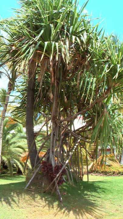 Gartenanlage Grand Palladium Select Bávaro Resort & Spa