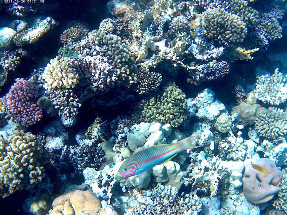 Strand Pickalbatros Citadel Resort