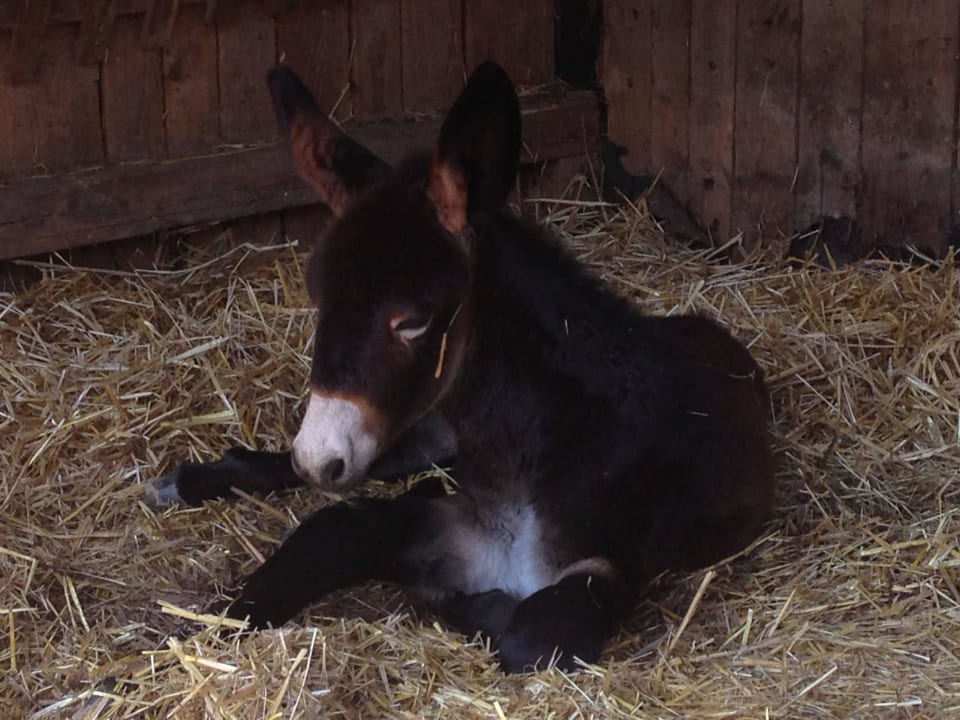 Merle Ferienhof Grieshof