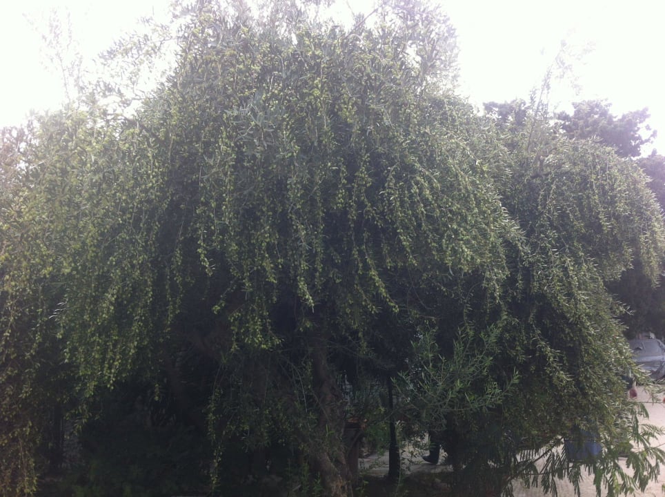 Olivenbaum Eristos Beach Hotel