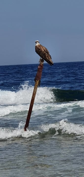 Ausblick Serenity Alpha Beach
