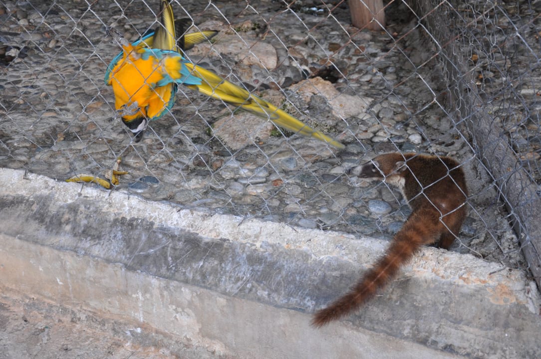 Nasenbär besucht Papagei Iberostar Waves Paraiso Beach