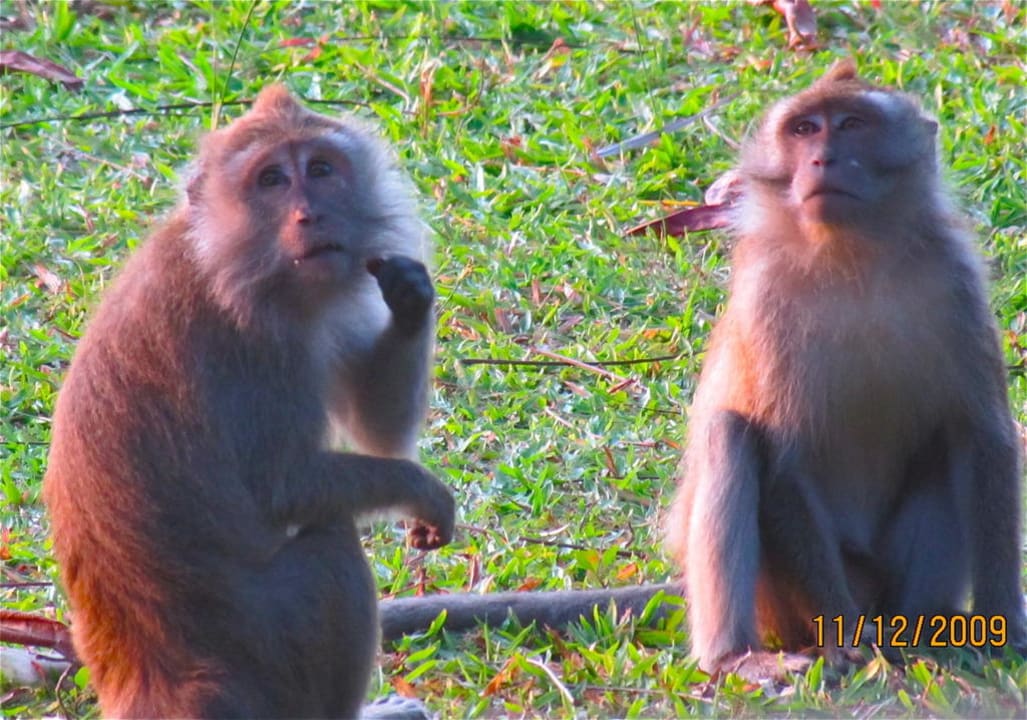 Monkeys on Rebak Hotel Taj Rebak Island Resort