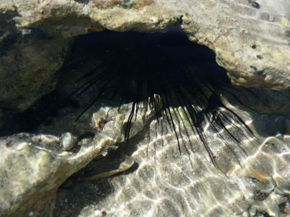 Przy rafie al nabila Siva Golden Bay Makadi