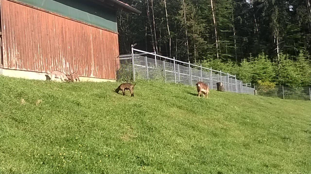 Ziegengehege Schlosshof - der Urlaubsbauernhof