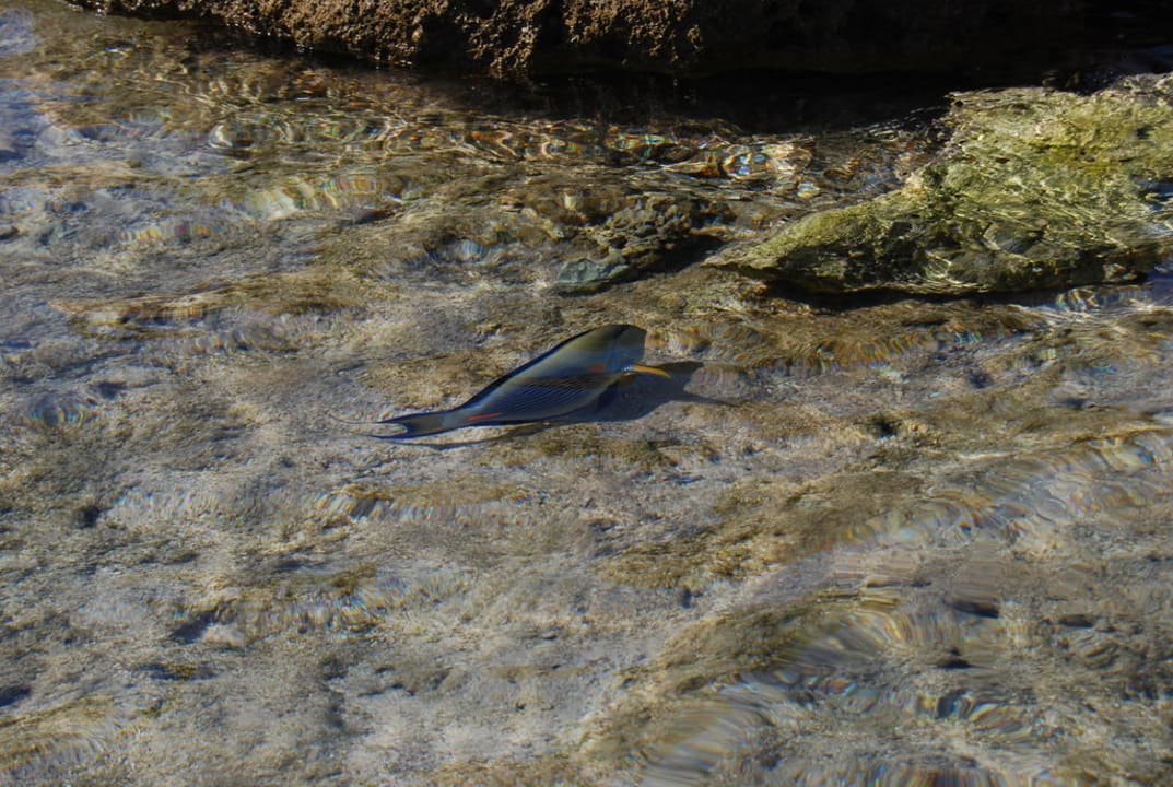 Прямо у берега Pickalbatros Citadel Resort