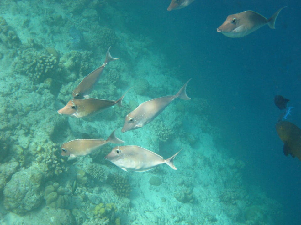 Unterwasserwelt am Hausriff NH Collection Maldives Reethi Resort