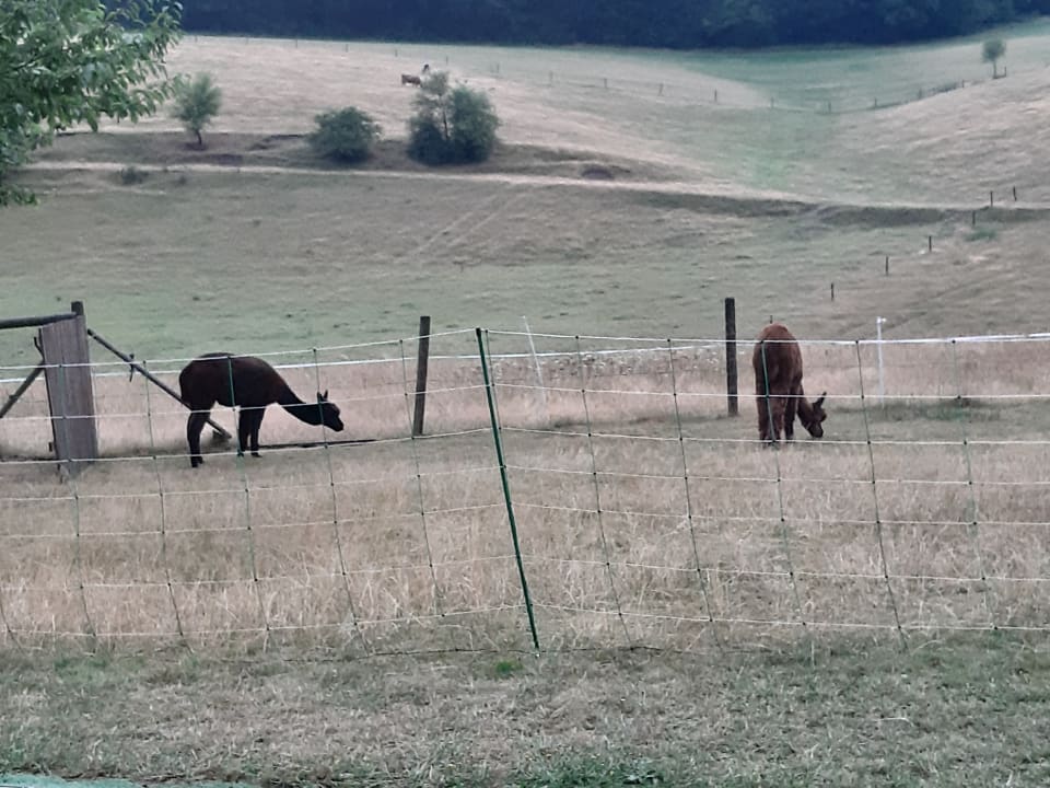 Sonstiges Ferienhof Hubertushof Eifel