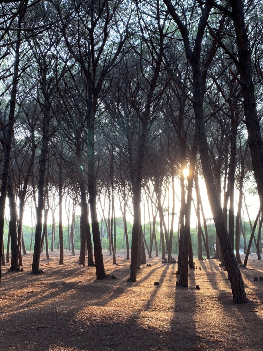 Gartenanlage TUI MAGIC LIFE Calabria