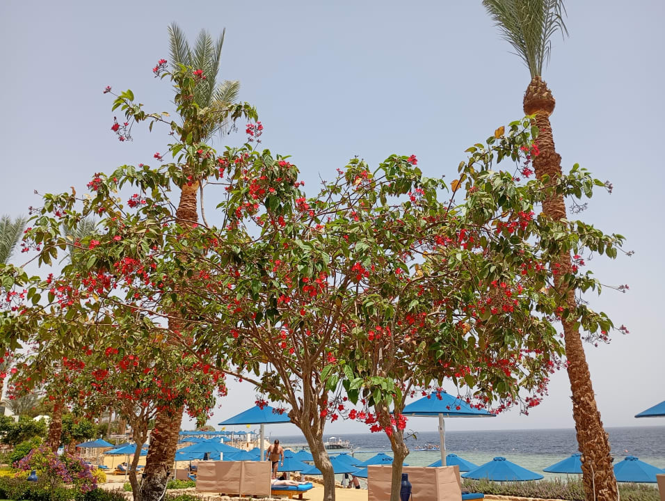 Gartenanlage Pickalbatros Royal Grand Resort - Sharm El Sheikh