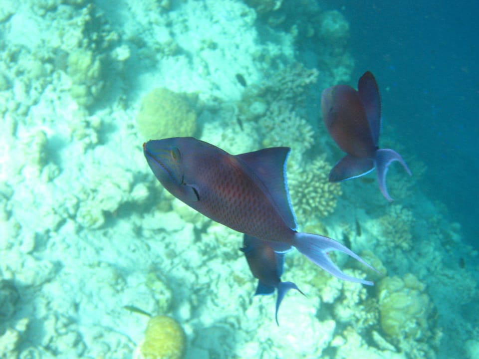 Unterwasserwelt am Hausriff NH Collection Maldives Reethi Resort