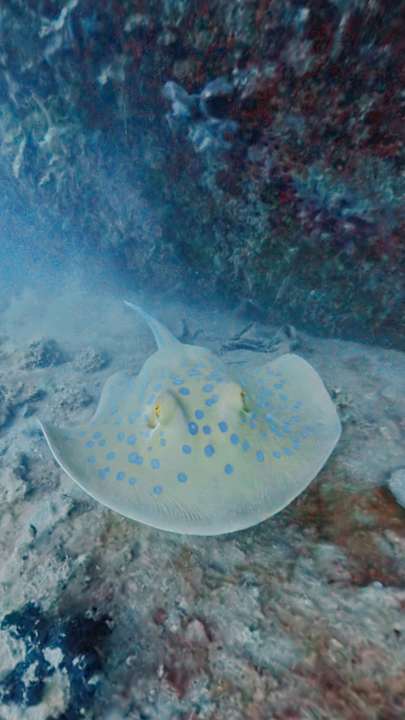 Strand Cleopatra Luxury Resort Makadi Bay