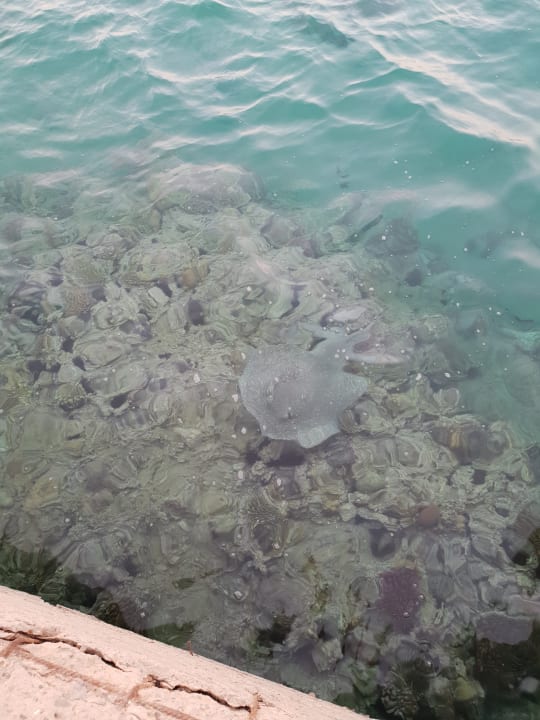 Sonstiges Pickalbatros Dana Beach Resort - Hurghada