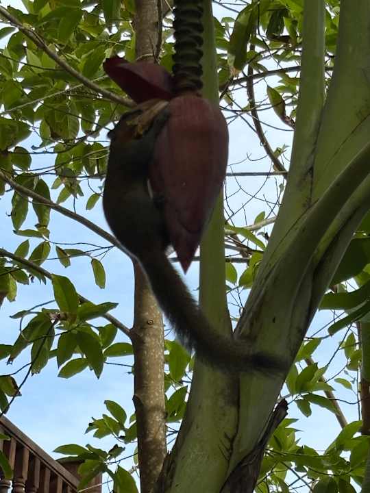 Gartenanlage Santhiya Phuket Natai Resort & Spa