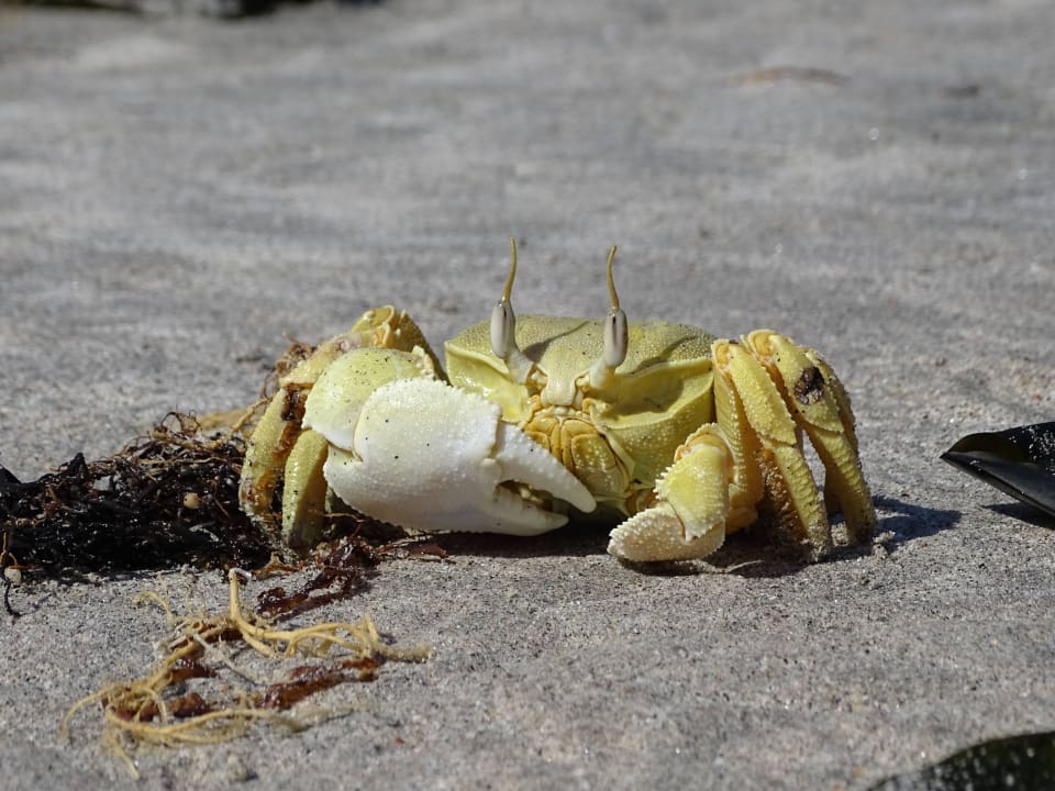 Strandbewohner Wyndham Garden Salalah Mirbat