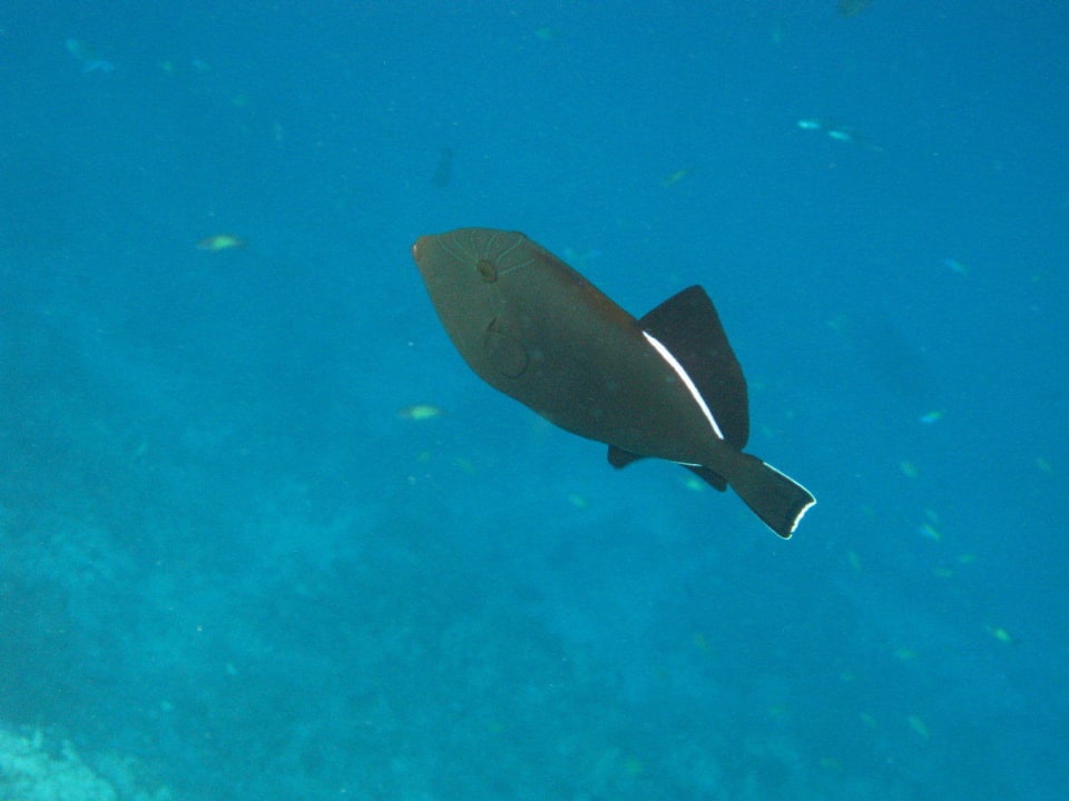 Unterwasserwelt am Hausriff NH Collection Maldives Reethi Resort