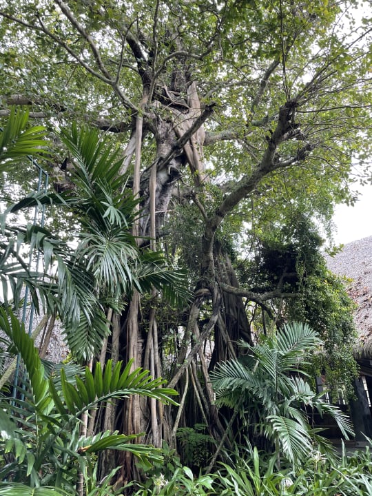 Gartenanlage Kuramathi Maldives