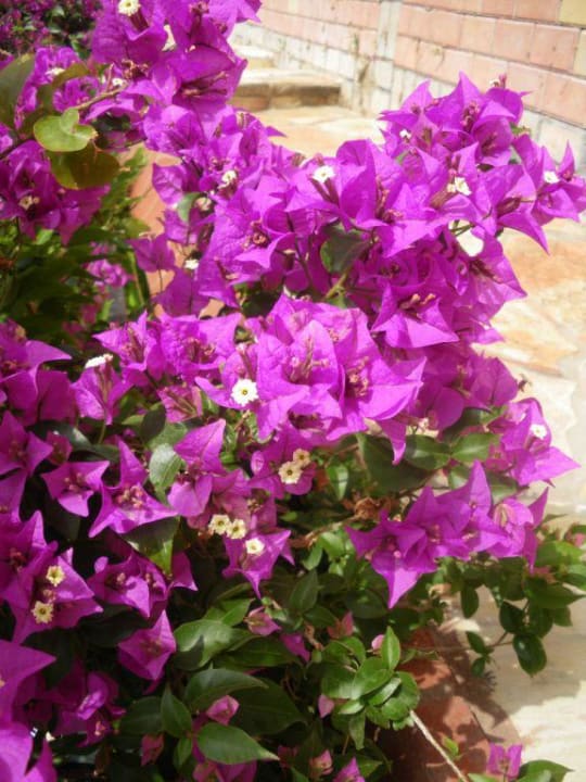 Blumen in der Hotelanlage My Home Resort