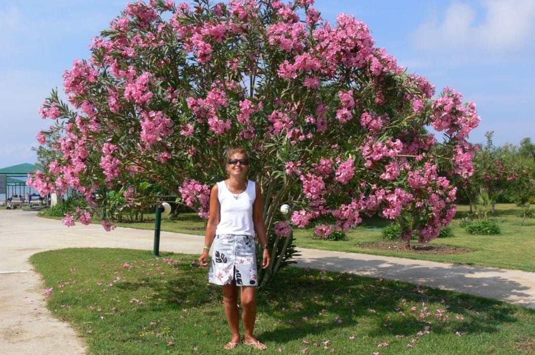 Blumenparadies im Hotelgarten VONRESORT Golden Coast