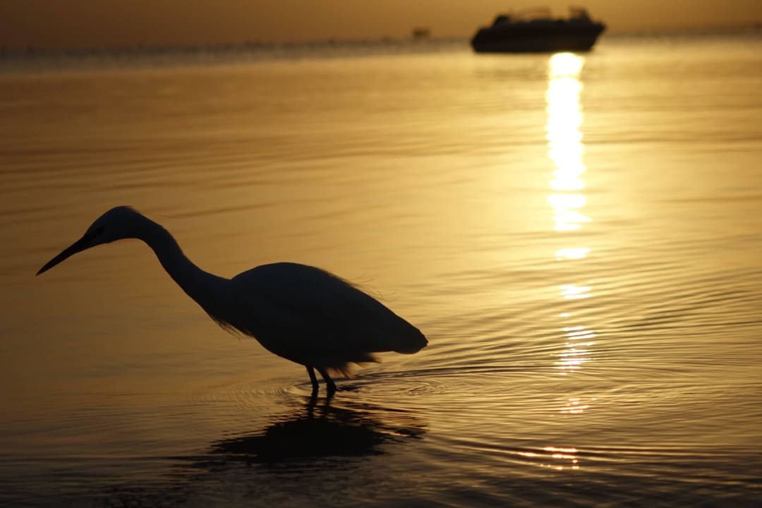 Vogel bei Sonnenaufgang  Pickalbatros White Beach Resort - Hurghada