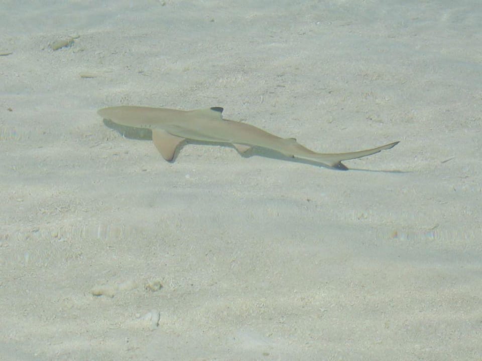 Baby-Schwarzspitzen-Riffhai Meeru Maldives Resort Island