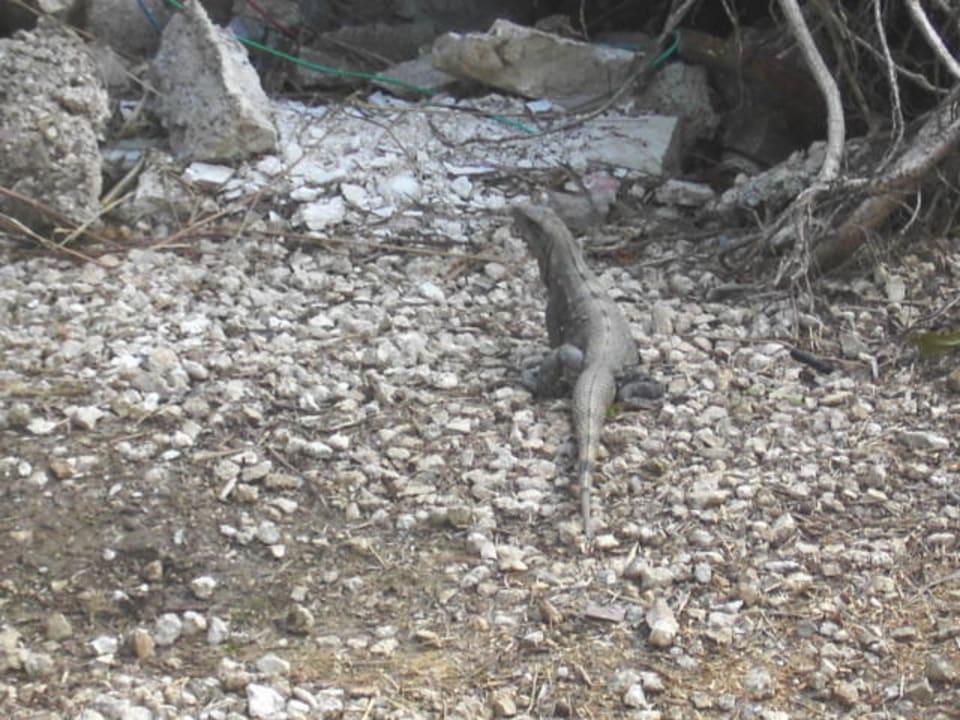 El Iguana Hotel Riu Tequila