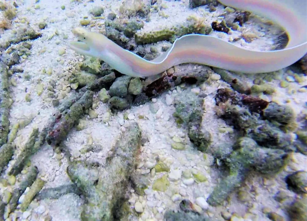 Sport & Freizeit Summer Island Maldives