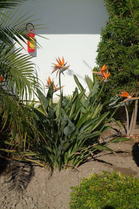 Blumenpracht TUI BLUE Palazzo del Mare