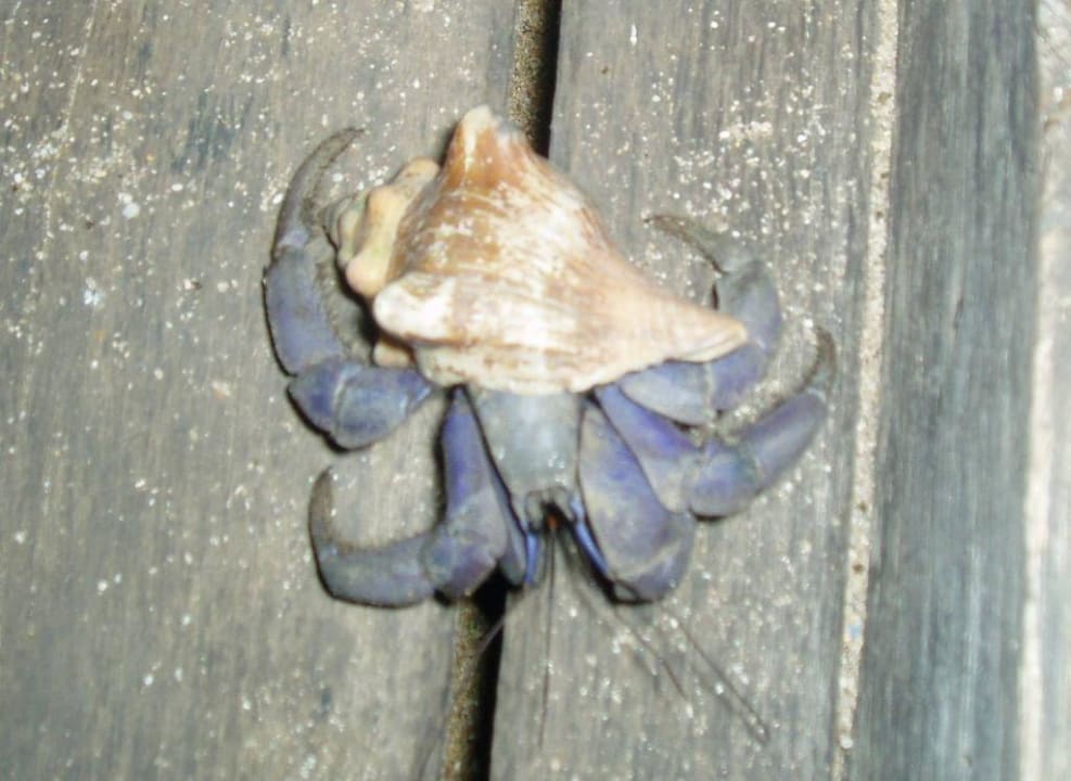 Einsiedlerkrebs Hotel Le Dugong Libong Resort