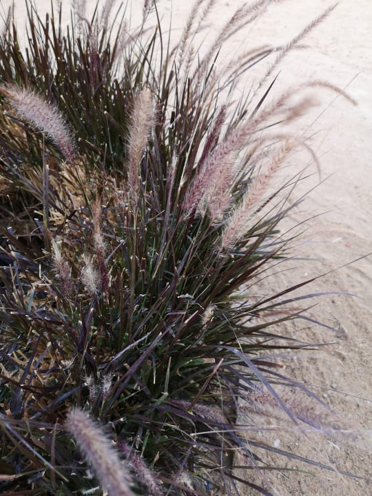 Gartenanlage Steigenberger Aqua Magic