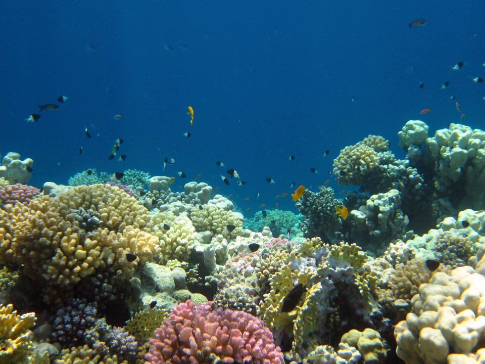 Schnorcheln im Grand Makadi Grand Makadi