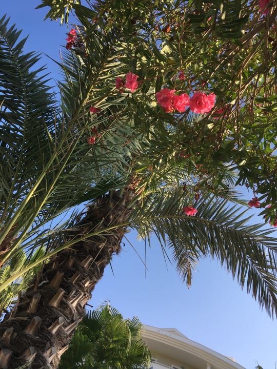 Gartenanlage Alba Queen Hotel