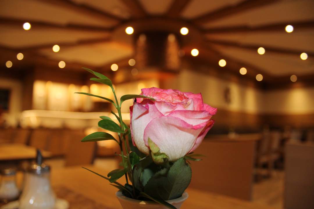 Gastro Landgasthaus Zur Birke