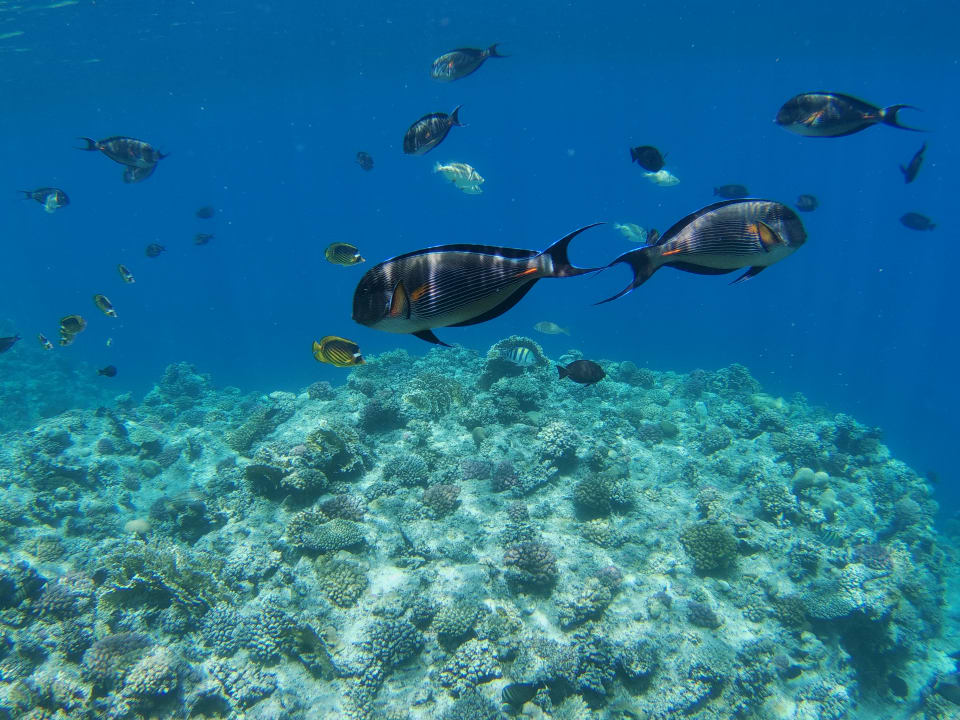 Sport & Freizeit Steigenberger Coraya Beach - Adults only