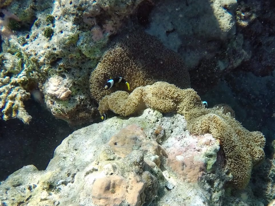 Weißbinden - Anemonenfische NH Collection Maldives Havodda Resort
